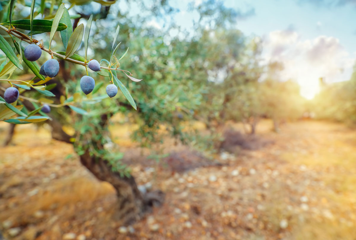 olive-nere-nel-ramo-sx
