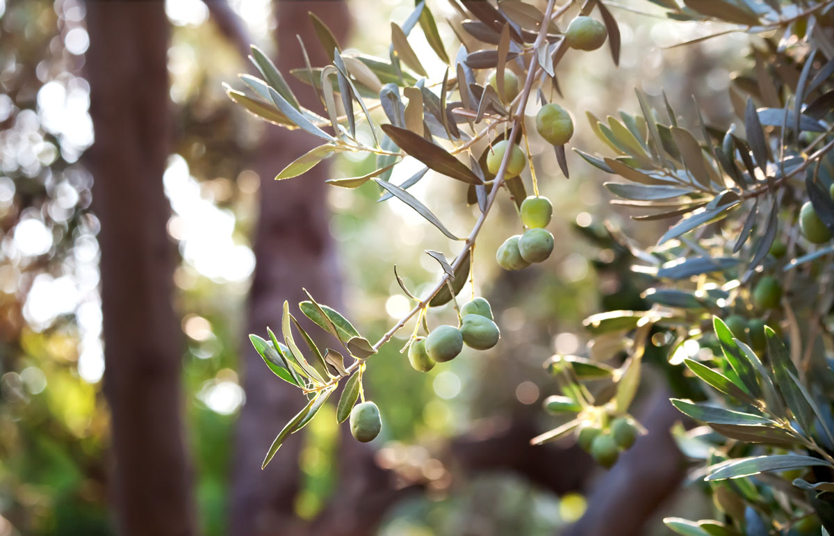 olive-verdi-nel-ramo